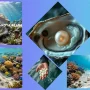 Akoya pearl images, Akoya pearls gems, pearls ocean pearls