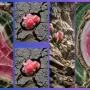 Watermelon tourmaline #watermelon tourmaline gem #watermelon tourmaline crystal #watermelon tourmaline gemstone images